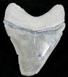 Serrated Bone Valley Megalodon Tooth #21575-1